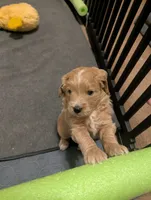 Sailor, a female Miniature Goldendoodle for sale in Wooster, OH – 6 of 10