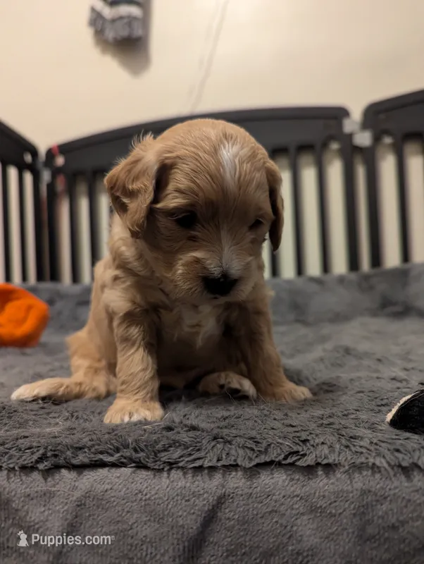 Sailor – Miniature Goldendoodle puppy for sale in Wooster, OH