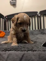 Sailor, a female Miniature Goldendoodle for sale in Wooster, OH – 1 of 10