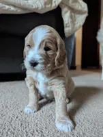 Reed, a male Miniature Goldendoodle for sale in Wooster, OH – 10 of 10