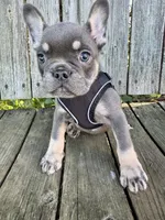 Maui, a male French Bulldog for sale in Wooster, OH – 2 of 5