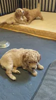 Navy, a female Miniature Goldendoodle for sale in Wooster, OH – 5 of 10