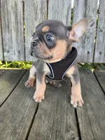 Kai, a male French Bulldog for sale in Wooster, OH – 4 of 6