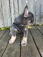 Maui, a male French Bulldog for sale in Wooster, OH – 3 of 5