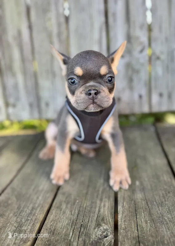 Kai – French Bulldog puppy for sale in Wooster, OH