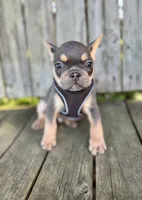 Kai, a male French Bulldog for sale in Wooster, OH – 1 of 6