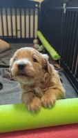 Navy, a female Miniature Goldendoodle for sale in Wooster, OH – 6 of 10