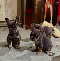 Kai, a male French Bulldog for sale in Wooster, OH – 6 of 6