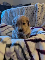 Navy, a female Miniature Goldendoodle for sale in Wooster, OH – 8 of 10