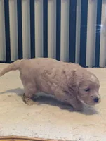 Navy, a female Miniature Goldendoodle for sale in Wooster, OH – 4 of 10
