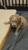 Sailor, a female Miniature Goldendoodle for sale in Wooster, OH – 3 of 10