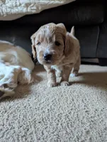 Sailor, a female Miniature Goldendoodle for sale in Wooster, OH – 9 of 10