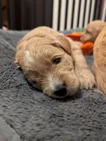 Sailor, a female Miniature Goldendoodle for sale in Wooster, OH – 5 of 10