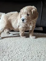Navy, a female Miniature Goldendoodle for sale in Wooster, OH – 2 of 10