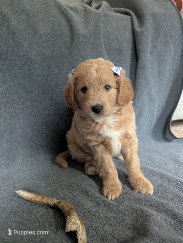 Navy – Miniature Goldendoodle puppy for sale in Wooster, OH