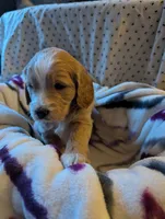 Reed, a male Miniature Goldendoodle for sale in Wooster, OH – 5 of 10