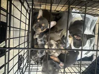 Kai, a male French Bulldog for sale in Wooster, OH – 3 of 6