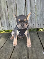 Kai, a male French Bulldog for sale in Wooster, OH – 2 of 6
