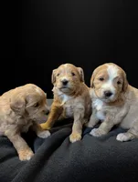 Reed, a male Miniature Goldendoodle for sale in Wooster, OH – 4 of 10