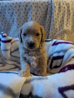 Sailor, a female Miniature Goldendoodle for sale in Wooster, OH – 2 of 10