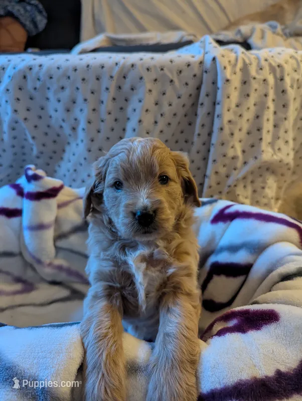 Navy – Miniature Goldendoodle puppy for sale in Wooster, OH