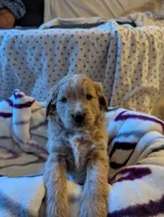 Navy, a female Miniature Goldendoodle for sale in Wooster, OH – 1 of 10