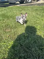 Kona, a male French Bulldog for sale in Wooster, OH – 5 of 6