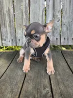 Kai, a male French Bulldog for sale in Wooster, OH – 5 of 6