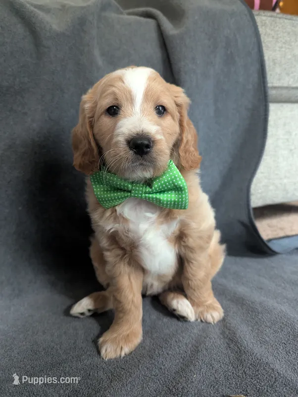 Reed – Miniature Goldendoodle puppy for sale in Wooster, OH