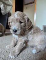 Navy, a female Miniature Goldendoodle for sale in Wooster, OH – 3 of 10