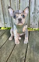 Kona, a male French Bulldog for sale in Wooster, OH – 3 of 6