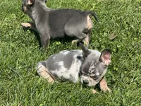 Kona, a male French Bulldog for sale in Wooster, OH – 4 of 6