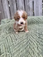 processed/50d11660-3941-4279-90f0-bdebea62c786/listing/b59485e7-f76f-4a9a-87e8-d453930db08d/9eaabb48-ddf2-401f-8fd9-9ba7592a806f