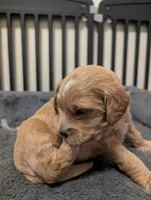 Sailor, a female Miniature Goldendoodle for sale in Wooster, OH – 10 of 10