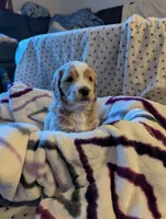Reed, a male Miniature Goldendoodle for sale in Wooster, OH – 2 of 10
