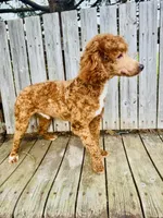 AKC Royal, a male Poodle - Miniature  for sale in Wooster, OH – Photo 5 of 6