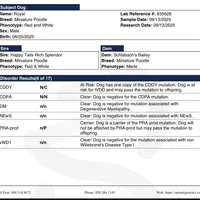 AKC Royal, a male Poodle - Miniature  for sale in Wooster, OH – Photo 4 of 6