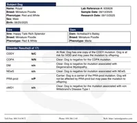 AKC Royal, a male Poodle - Miniature  for sale in Wooster, OH – Photo 3 of 4