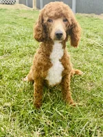 AKC Royal, a male Poodle - Miniature  for sale in Wooster, OH – Photo 6 of 6