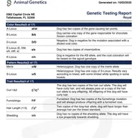 AKC Royal, a male Poodle - Miniature  for sale in Wooster, OH – Photo 3 of 6