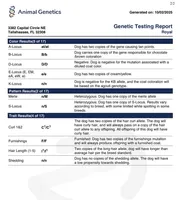 AKC Royal, a male Poodle - Miniature  for sale in Wooster, OH – Photo 4 of 4