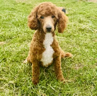 AKC Royal, a male Poodle - Miniature  for sale in Wooster, OH – Photo 2 of 6
