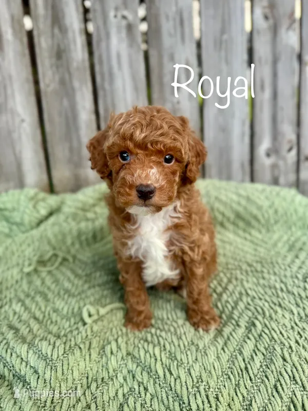AKC Royal