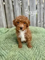 AKC Royal, a male Poodle - Miniature  for sale in Wooster, OH – Photo 1 of 4