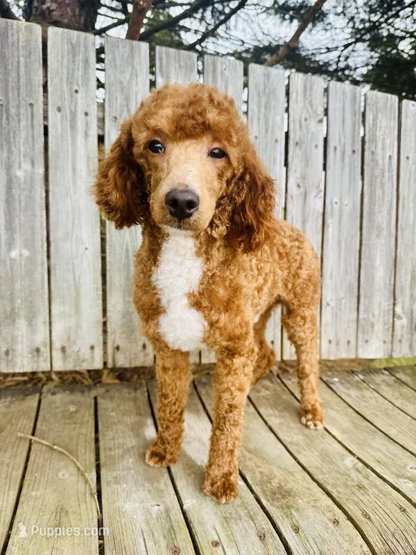 AKC Royal – Poodle - Miniature  puppy for sale in Wooster, OH