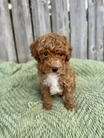 AKC Royal, a male Poodle - Miniature  for sale in Wooster, OH – Photo 2 of 4