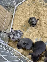 Kona, a male French Bulldog for sale in Wooster, OH – 2 of 6