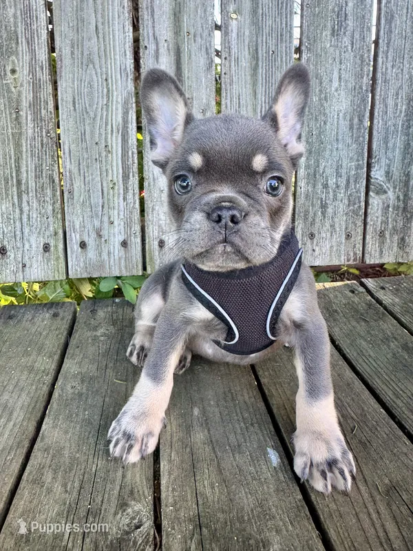 Maui – French Bulldog puppy for sale in Wooster, OH