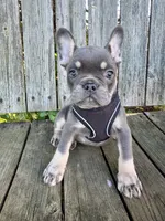 Maui, a male French Bulldog for sale in Wooster, OH – 1 of 5