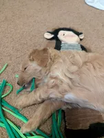 Navy, a female Miniature Goldendoodle for sale in Wooster, OH – 10 of 10